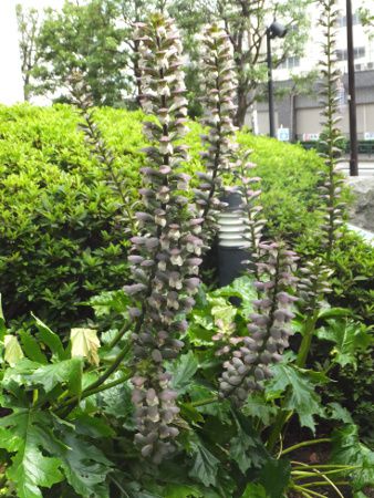 AJTX(Acanthus)