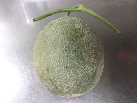 メロン(Melon)【かぎけんWEB】