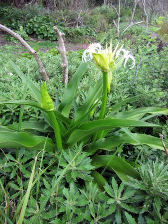 クリナム(Crinum)【かぎけんWEB】