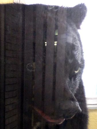 ツキノワグマ（月の輪熊）胸に月模様【かぎけんWEB】