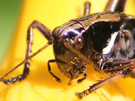 昆虫図鑑 節足動物図鑑 かぎけんweb 節足動物 昆虫 クモ類 ムカデ類