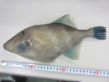 ウマヅラハギ 馬面剥 かぎけんweb