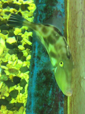 ウマヅラハギ 馬面剥 かぎけんweb ウマヅラハギ 馬面剥 かぎけんweb