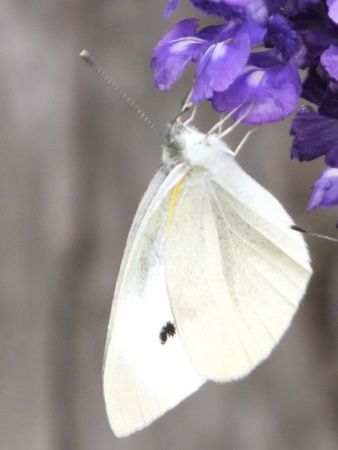 紋白蝶 白詰草とモンシロチョウ(紋白蝶)。 かと思いきや、よく見ると蝶