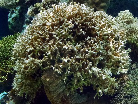 特大枝サンゴ、枝珊瑚、特大枝珊瑚、 貴重な枝珊瑚、珊瑚礁、、白サンゴ 特大枝サンゴ、枝珊瑚、特大枝珊瑚、 貴重な枝珊瑚、珊瑚礁