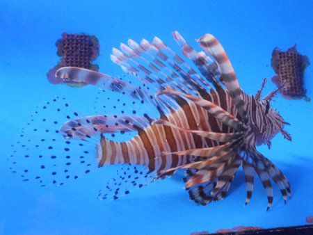 ハナミノカサゴ 花蓑笠子 かぎけんweb