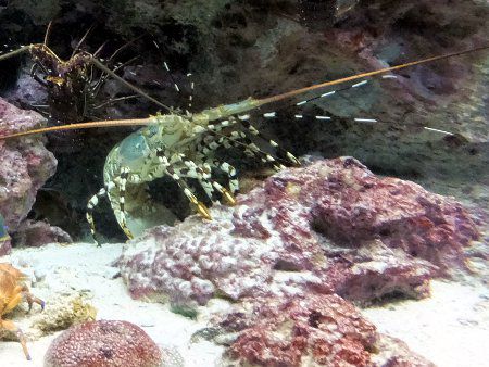 ニシキエビ ニシキエビ（錦海老）【かぎけんWEB】