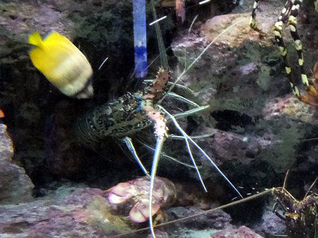 エビ 海老 かぎけんweb エビ 海老 かぎけんweb