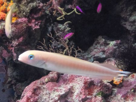 熱帯魚と水棲生物図鑑 かぎけんweb 熱帯魚と水棲生物図鑑 かぎけんweb
