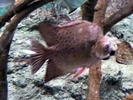 NzV}WE_C(wFScatophagus argus)