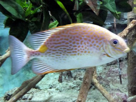 S}ACSiwFSiganus guttatus j