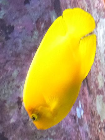 whRKlbRiwFCentropyge heraldij