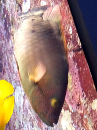 ~co`mEIiwFCheilinus trilobatus 