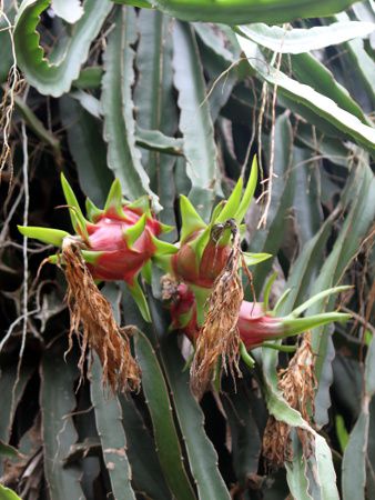 ドラゴンフルーツ Dragon Fruit かぎけんweb ドラゴンフルーツ Dragon Fruit かぎけんweb