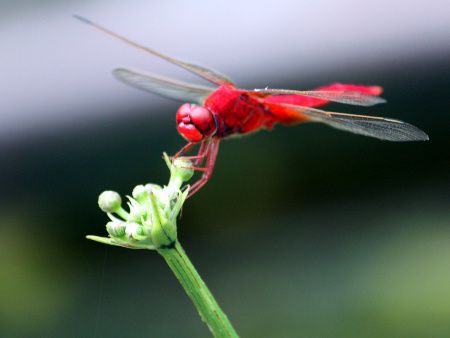 昆虫図鑑 節足動物図鑑 かぎけんweb 節足動物 昆虫 クモ類 ムカデ類 昆虫図鑑 節足動物図鑑 かぎけんweb 節足動物 昆虫 クモ類 ムカデ類