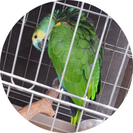 アオボウシインコ 青帽子インコ かぎけんweb