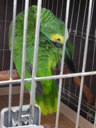 アオボウシインコ 青帽子インコ かぎけんweb