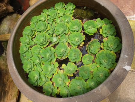 水生植物図鑑 かぎけんweb