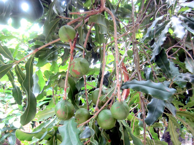 }Jf~Aibc(Macadamia nut)