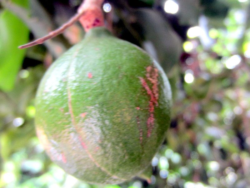 }Jf~Aibc(Macadamia nut)