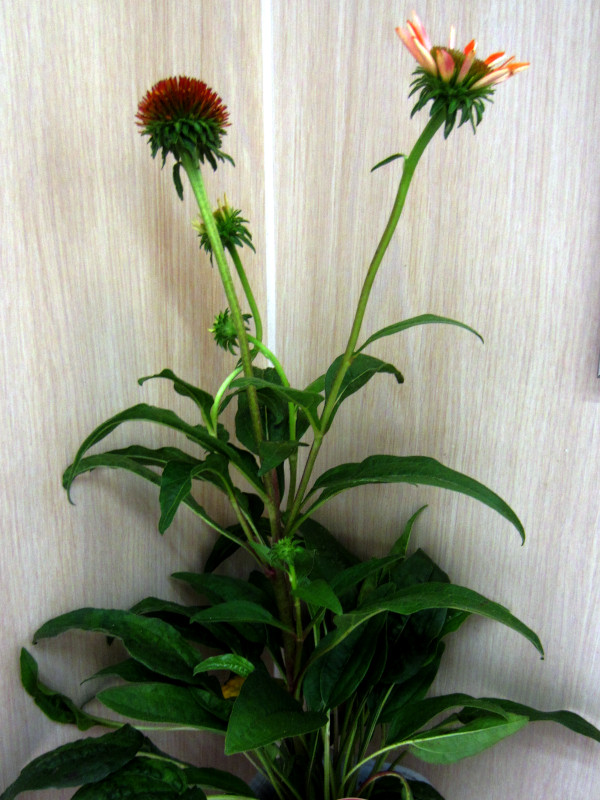 GLiZAEvvA(Echinacea purpurea)