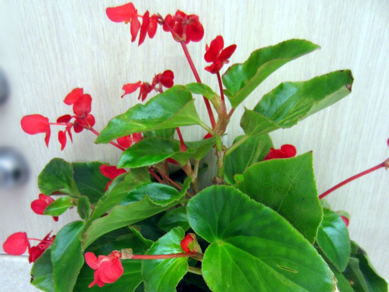 Begonia of China English / Chineseベゴニア図鑑 Begonia of China English / Chineseベゴニア図鑑