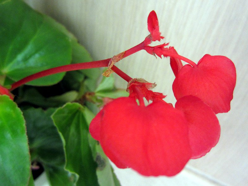 xSjAEhSEBO(Begonia dragonwing)