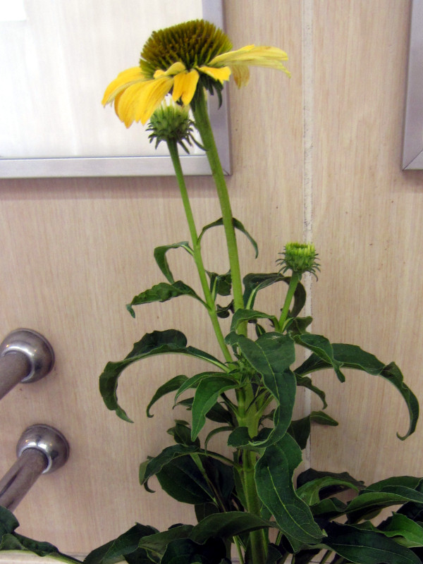 Echinacea 'Shine Spirit' 