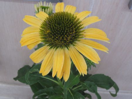 GLiPAEvvA VCXsbg(Echinacea cheyenee spirit)