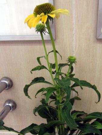 エキナセア・プルプレア(Echinacea purpurea)【かぎけんWEB】