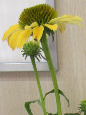 GLiPAEvvA VCXsbgg(Echinacea cheyenee spirit)