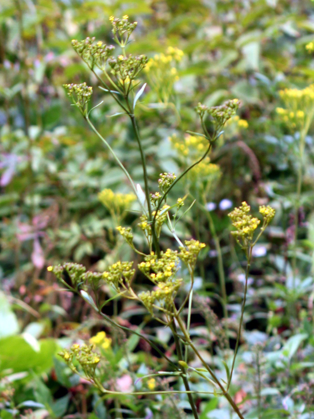 オミナエシ 女郎花 秋の七草の黄色花 かぎけんweb オミナエシ 女郎花 秋の七草の黄色花 かぎけんweb