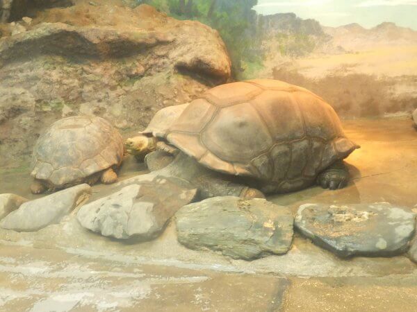 A_u]EKiAldabra giant tortoisej