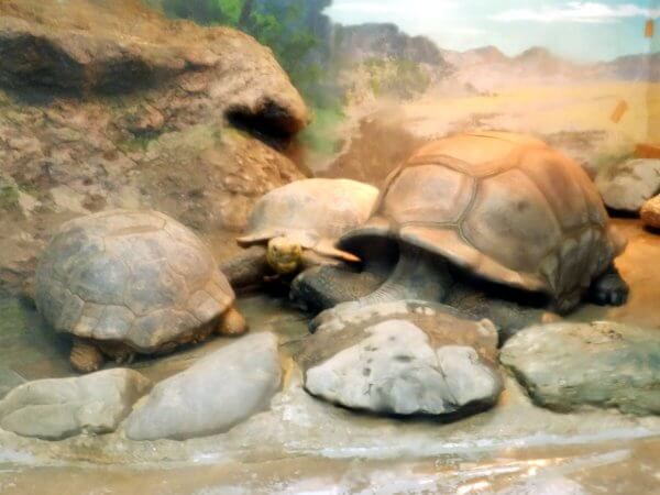 A_u]EKiAldabra giant tortoisej