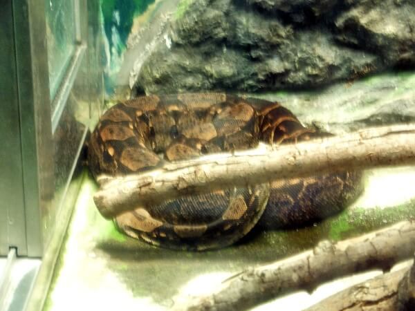 {ARXgN^[iBoa constrictorj