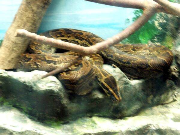 {ARXgN^[iBoa constrictorj