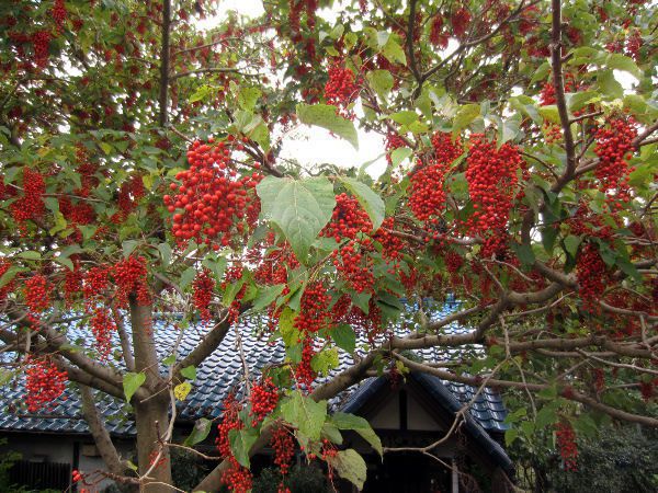 イイギリ 飯桐 かぎけんweb