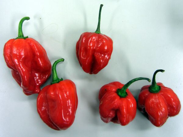 ハバネロ Habanero ハバネロは激辛過ぎ かぎけんweb ハバネロ Habanero ハバネロは激辛過ぎ かぎけんweb