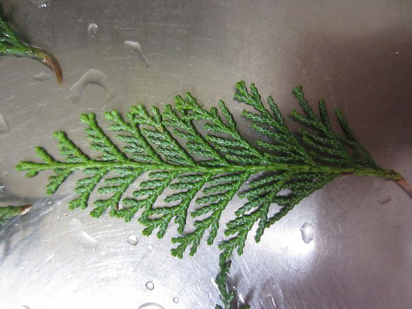 ヒノキ 桧 檜 ひのき かぎけんweb ヒノキ 桧 檜 ひのき かぎけんweb