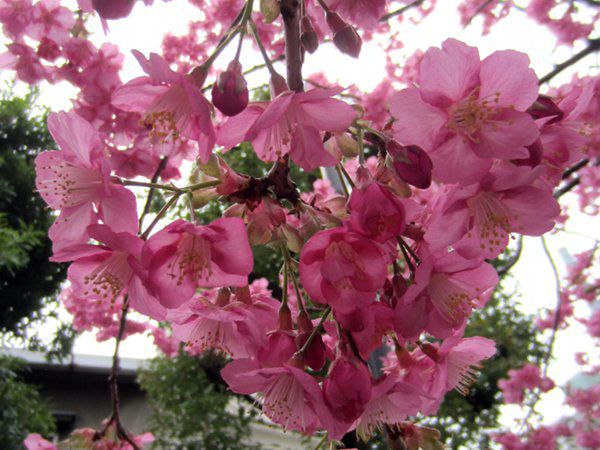 カワヅサクラ 河津桜 かぎけんweb