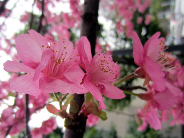 カワヅサクラ(河津桜)【かぎけんWEB】