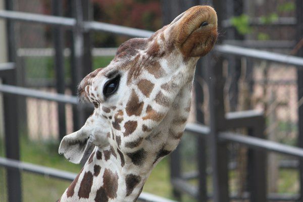 アミメキリン 網目麒麟 かぎけんweb アミメキリン 網目麒麟 かぎけんweb