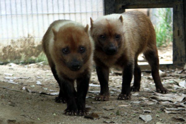 ヤブイヌ 藪犬 かぎけんweb ヤブイヌ 藪犬 かぎけんweb