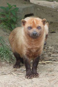 藪犬