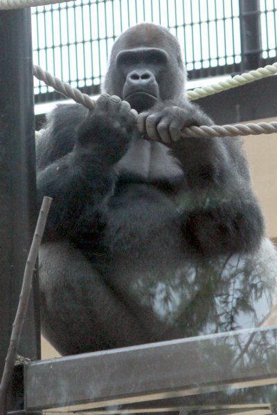 ゴリラ Gorilla かぎけんweb