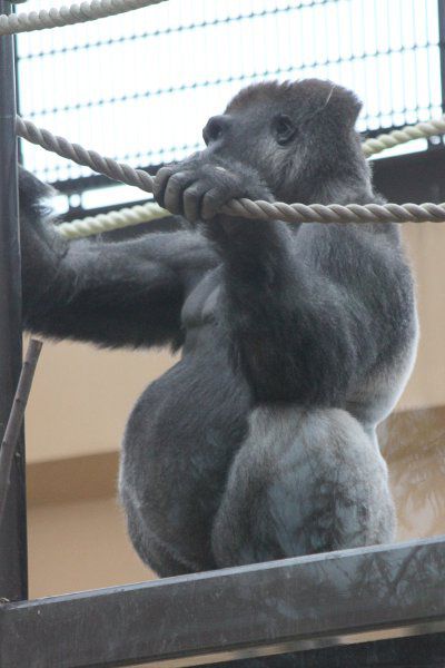 ゴリラ Gorilla かぎけんweb