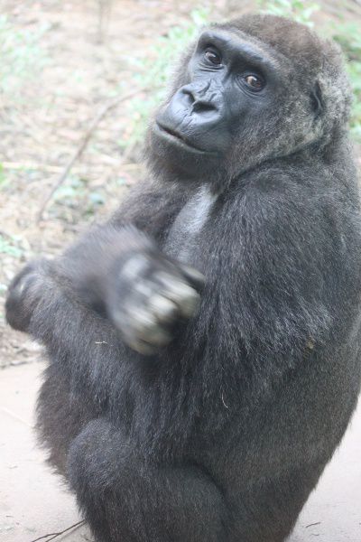 ゴリラ Gorilla かぎけんweb