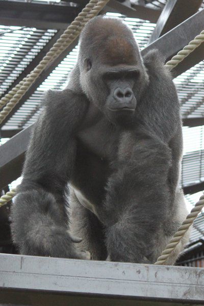 ゴリラ Gorilla かぎけんweb