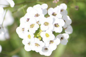 XC[gAbT 'X[p[AbT'Xm[vZX'