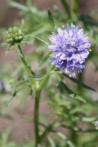 MAEJs^[^iGilia capitataj